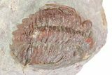 Red Hollardops Trilobite - Zerig, Morocco #283914-1